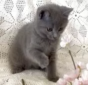 シャルトリュー【埼玉県・女の子・2025年8月14日・ブルー】の写真8「9/29撮影」