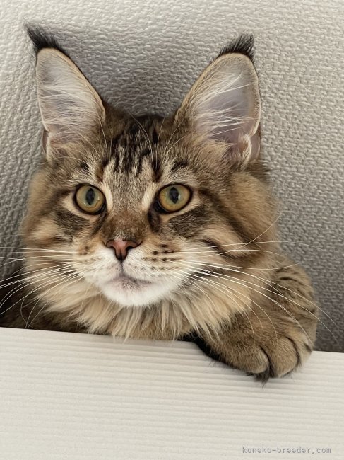 メインクーン【・女の子・2024年3月8日・ブラウンパッチドタビー】