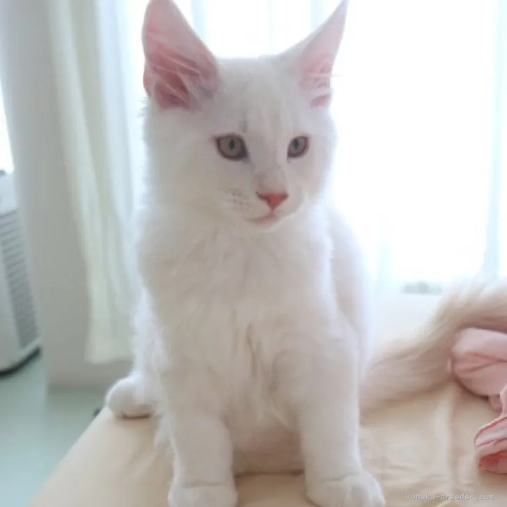 ID：2309-00634の子猫