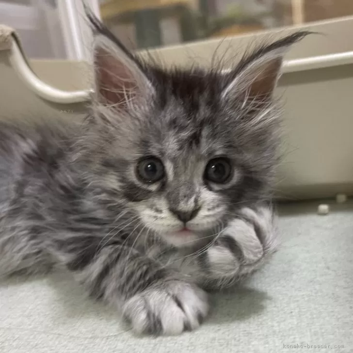 ID：2604-03531の子猫