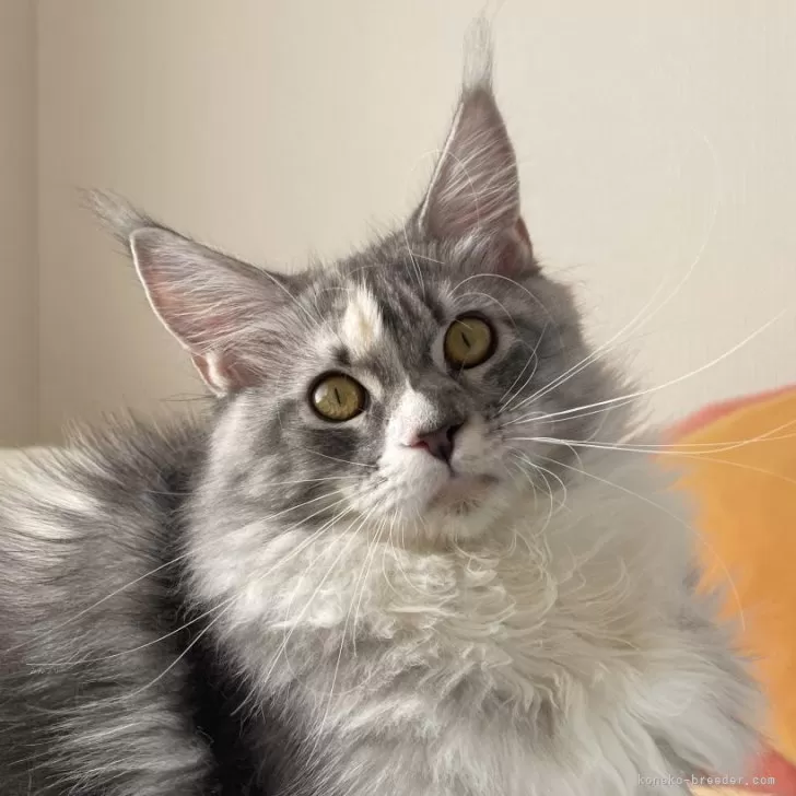 ID:2509-03052の子猫