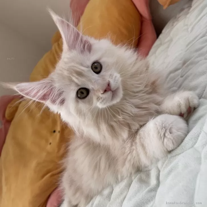 ID：2503-00907の子猫