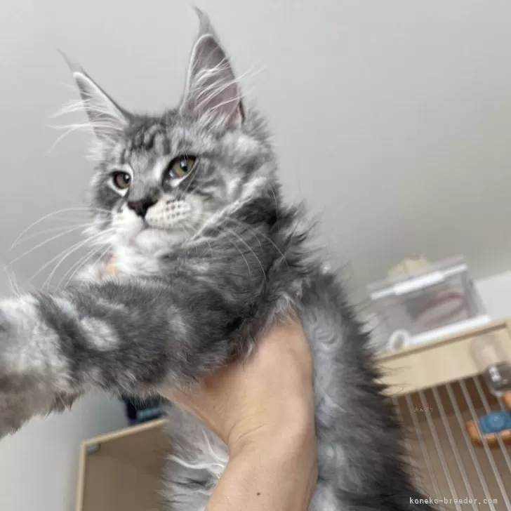 ID：2505-00919の子猫