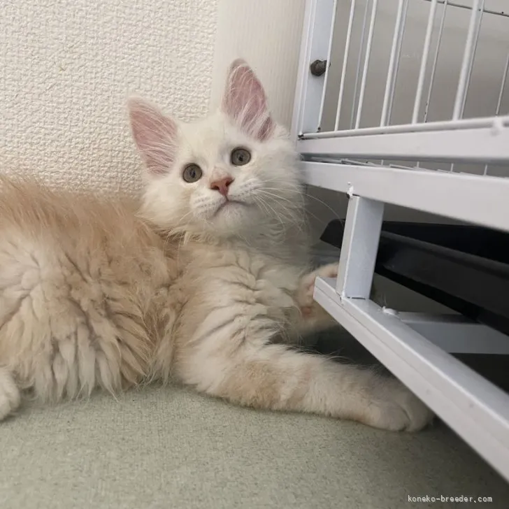 ID：2606-00679の子猫