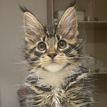 メインクーン【埼玉県・男の子・2025年7月15日・ブラウンタビー&ホワイト】の写真「かわいい子です」