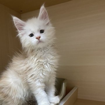 メインクーン【埼玉県・男の子・2026年4月8日・キャメオタビー&ホワイト】の写真「スイートな子」