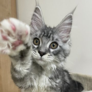 メインクーン【埼玉県・女の子・2025年3月17日・シルバータビー&ホワイト】の写真「かわいい子です」