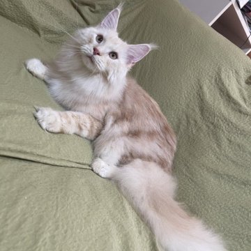 メインクーン【埼玉県・男の子・2025年3月17日・キャメオタビー&ホワイト】の写真「人になつこい」