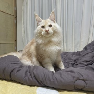 メインクーン【埼玉県・男の子・2025年3月17日・キャメオタビー&ホワイト】の写真「人になつこい」