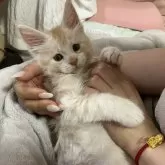 メインクーン
