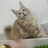メインクーン