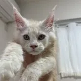 メインクーン