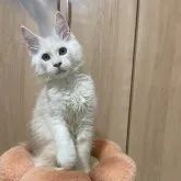メインクーン
