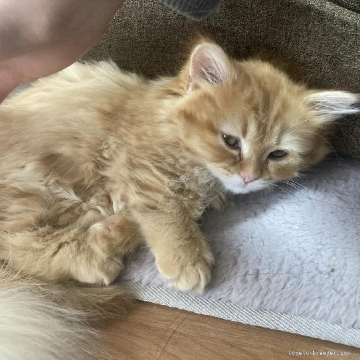 ID：2301-00766の子猫