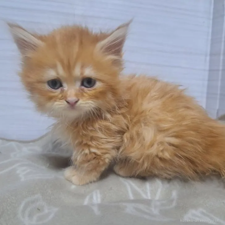 ID：2306-03677の子猫