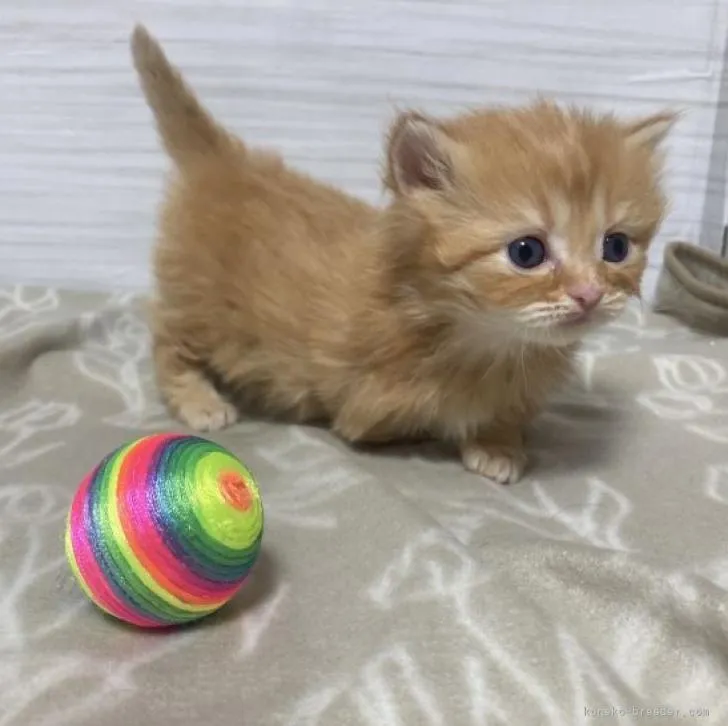 ID：2301-00767の子猫