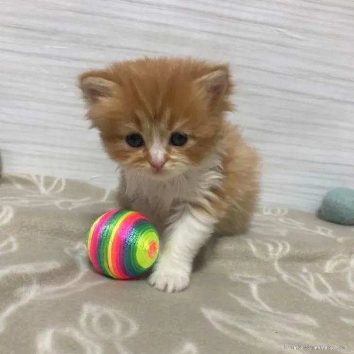 ひーさん 様のお迎えした子猫