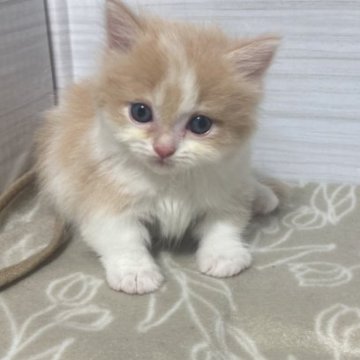 マンチカン(短足)【愛知県・男の子・2023年5月22日・クリームタビーアンドホワイト（セミロング）】の写真「甘えん坊の短足君です！」