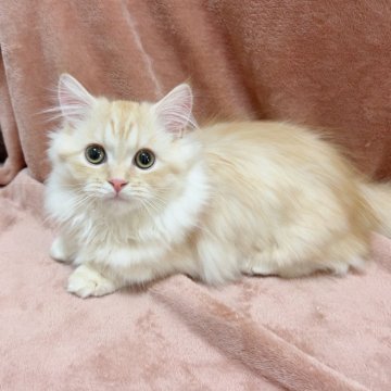 マンチカン【愛知県・男の子・2024年7月10日・クリームタビー（ロング）】の写真「高級ロングヘアー✨️おっとり短足男の子です💙」