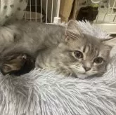 マンチカン(長足)【愛知県・男の子・2023年7月29日・ブルータビー】の写真1