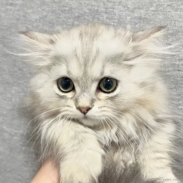ID：2604-01543の子猫
