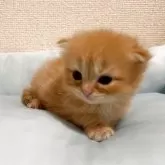 マンチカン(長足)