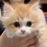 マンチカン(長足)