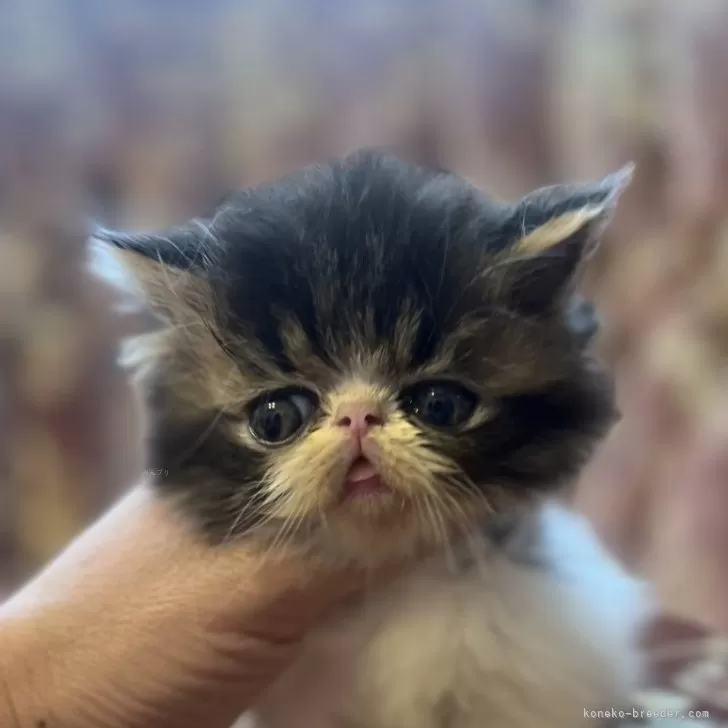 ID：2405-02142の子猫