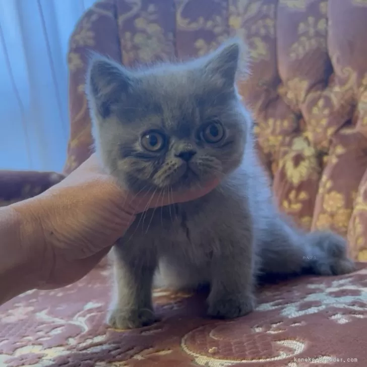 ID：2406-00064の子猫