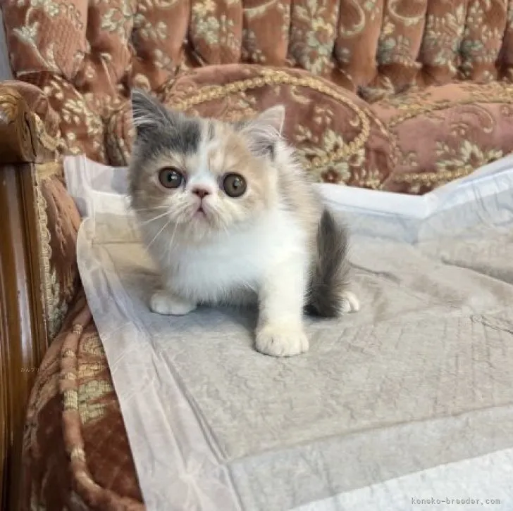 ID：2310-01086の子猫