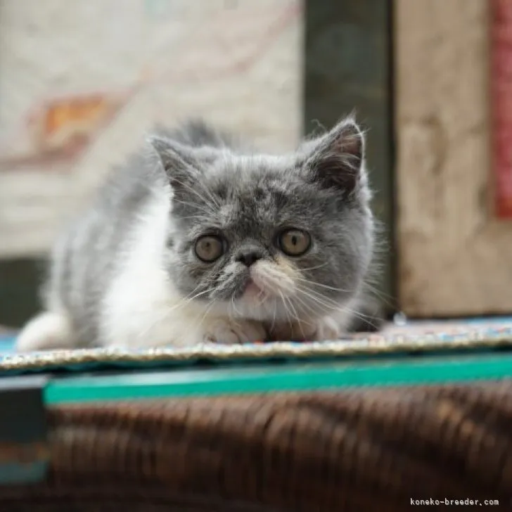 ID：2305-03612の子猫