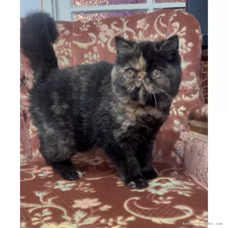 ID:2410-01855の子猫
