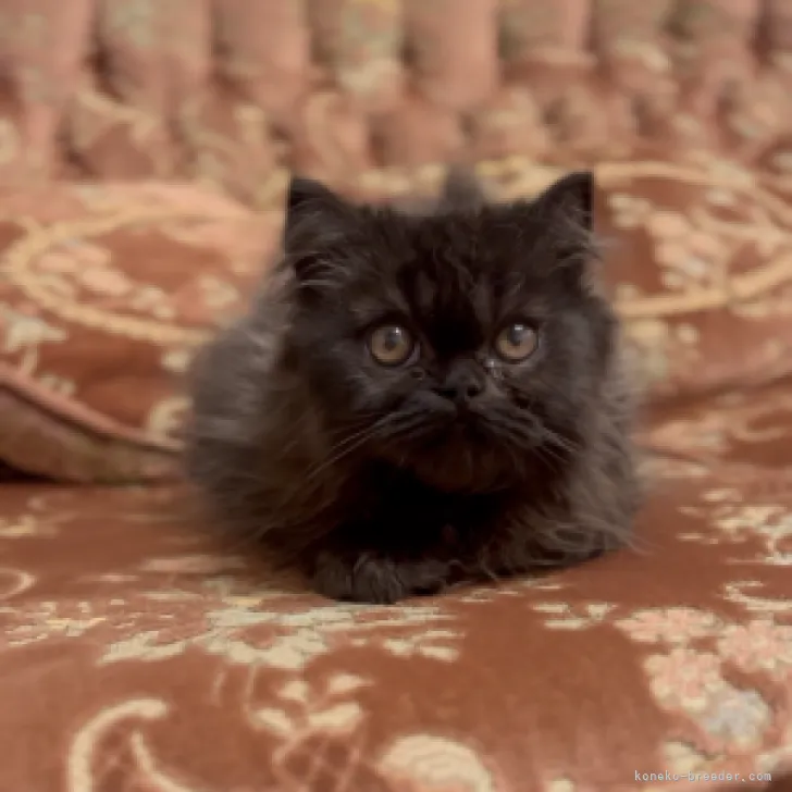 ID：2304-02881の子猫