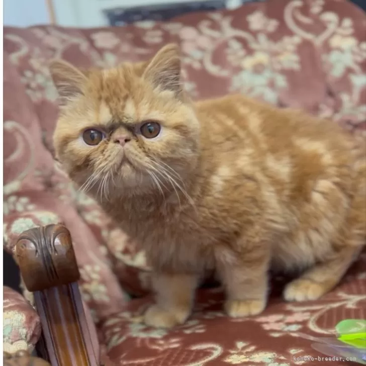 ID：2410-01853の子猫