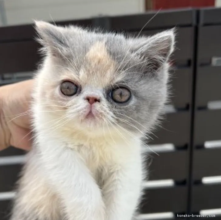 ID：2305-03380の子猫