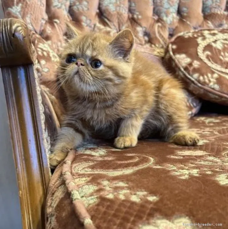 ゆうこりん 様のお迎えした子猫