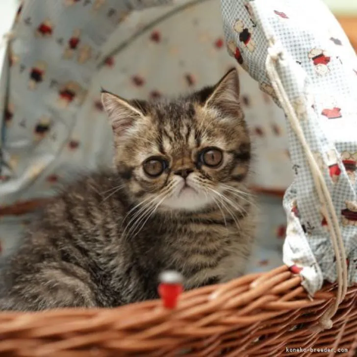 ID:2206-03006の子猫