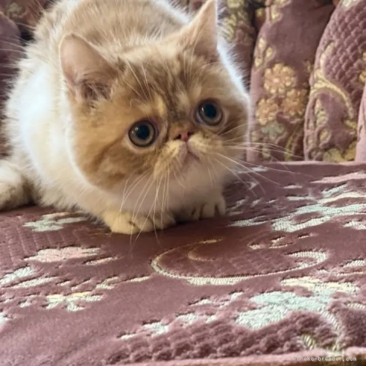 みぃ 様のお迎えした子猫