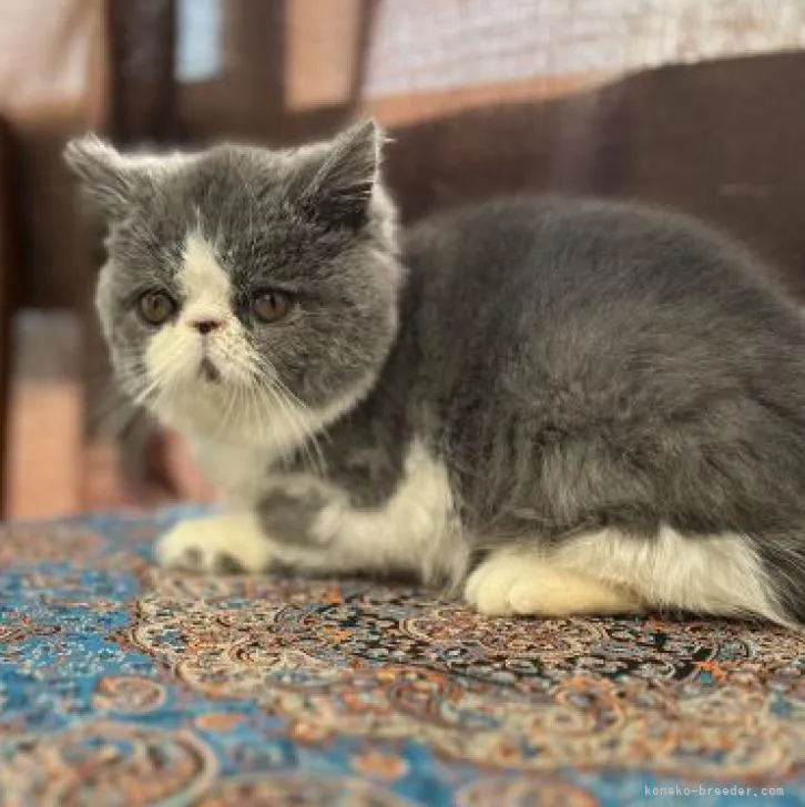 ID:2211-01613の子猫