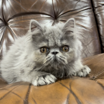 エキゾチックショートヘア【京都府・男の子・2023年3月21日・ブルー（ロング）】の写真「とっても甘いお顔♡」