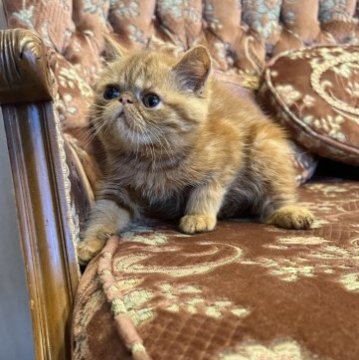 エキゾチックショートヘア【京都府・女の子・2023年4月22日・レッドタビー（ショート）】の写真「大きなお目目♡タレ目ちゃん」