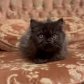 エキゾチックショートヘア【京都府・男の子・2023年3月18日・ブラックスモーク】の写真1