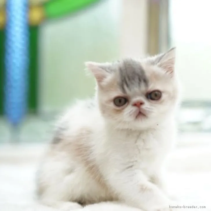 K.Ｉ 様のお迎えした子猫