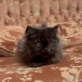 エキゾチックショートヘア【京都府・男の子・2023年3月18日・ブラックスモーク】の写真3