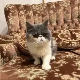 エキゾチックショートヘア【京都府・女の子・2022年8月22日・ダイリュートキャリコ】の写真3