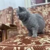 エキゾチックショートヘア【京都府・男の子・2024年8月11日・ブルー】の写真4