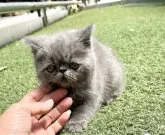 エキゾチックショートヘア【京都府・男の子・2023年3月21日・】の写真5