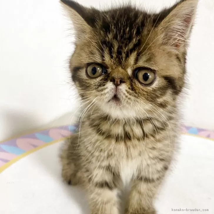 ID:2506-01378の子猫