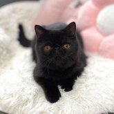 エキゾチックショートヘア