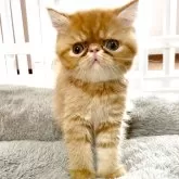 エキゾチックショートヘア